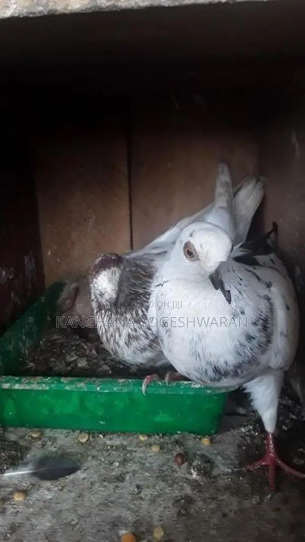 Pigeons