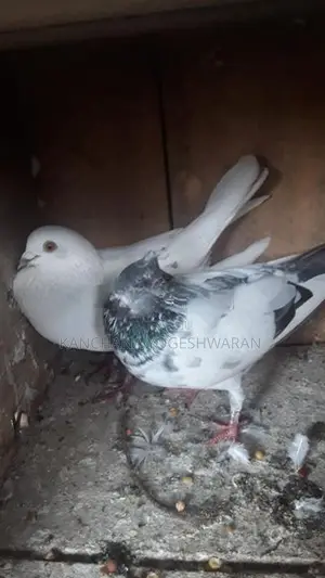 Pigeons
