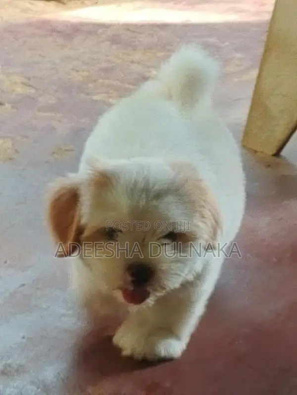 Shitzu Puppy