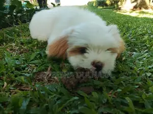 Shitzu Puppy