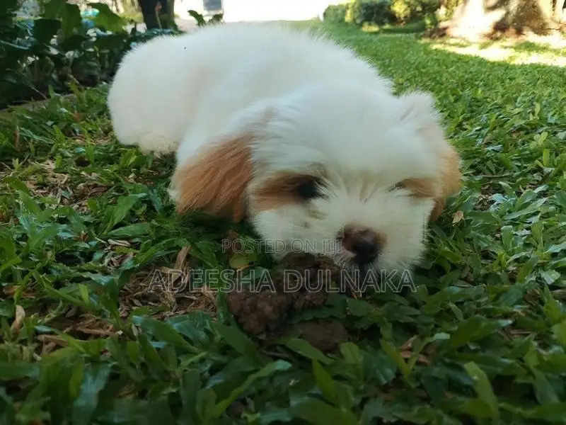 Shitzu Puppy