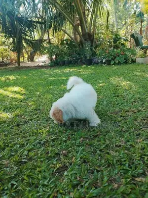 Shitzu Puppy