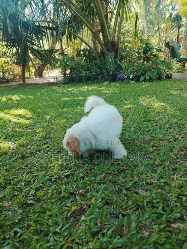 Shitzu Puppy