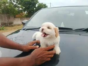 Shitzu Puppy