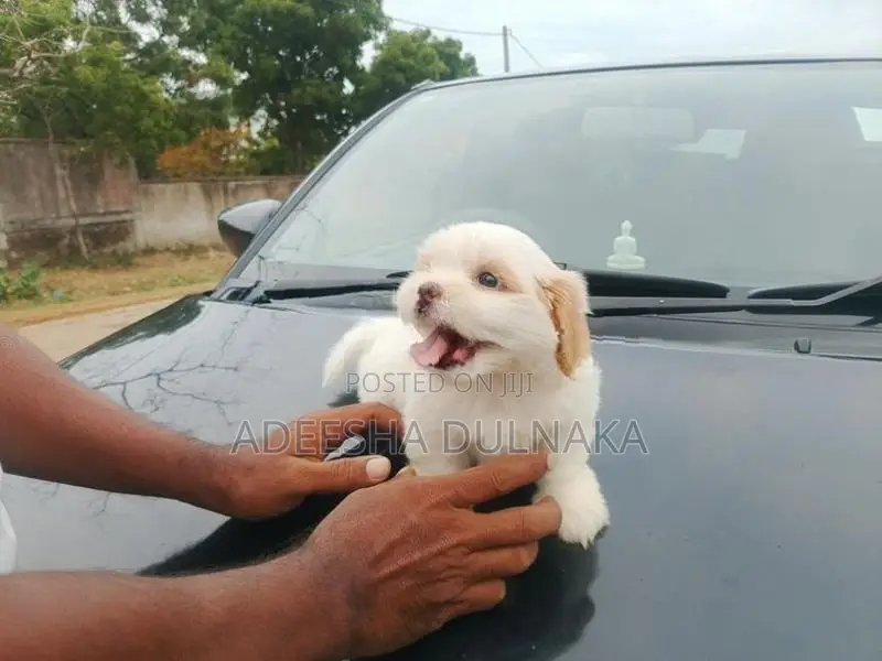 Shitzu Puppy