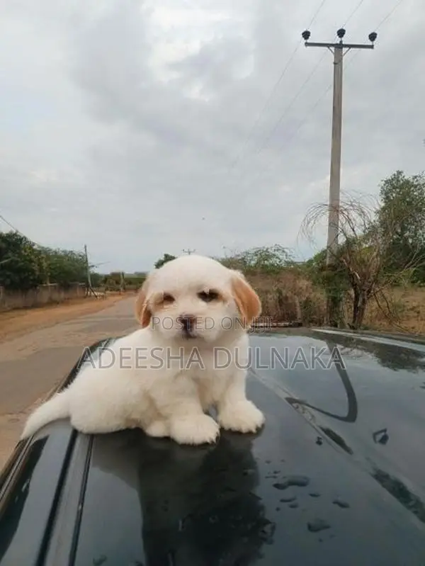 Shitzu Puppy