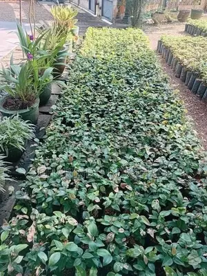 කුරුදු පැල