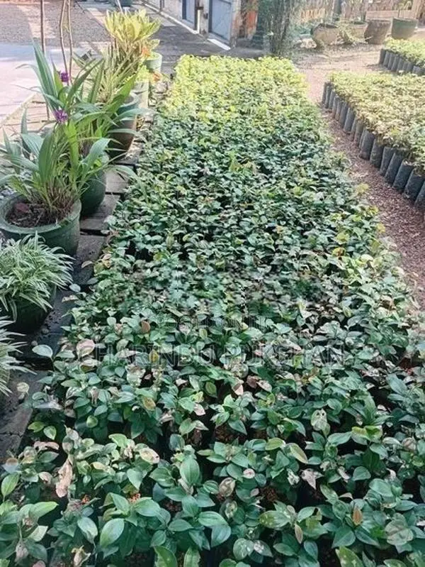 කුරුදු පැල