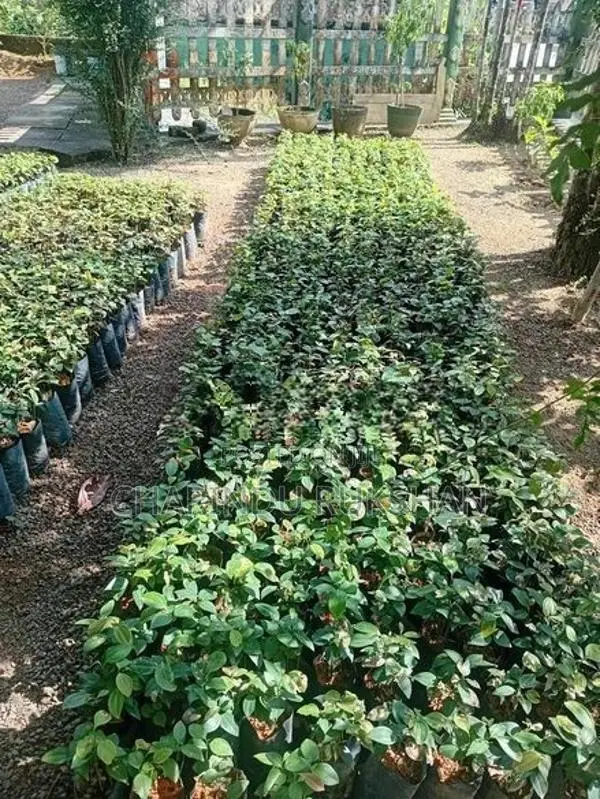 කුරුදු පැල