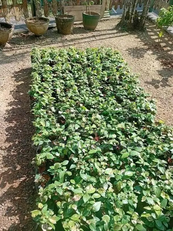 කුරුදු පැල