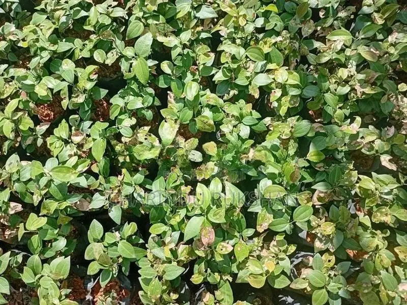 කුරුදු පැල