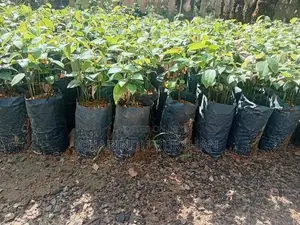 කුරුදු පැල