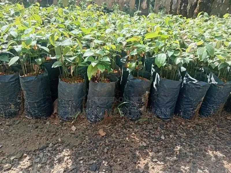 කුරුදු පැල