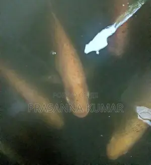 Giant Gourami Fish 6