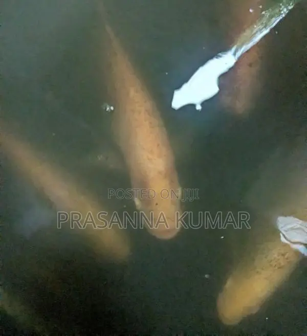 Giant Gourami Fish 6