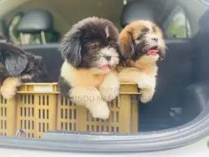 Shitzu Puppy