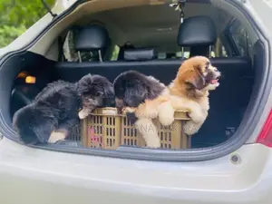 Shitzu Puppy