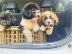 Shitzu Puppy