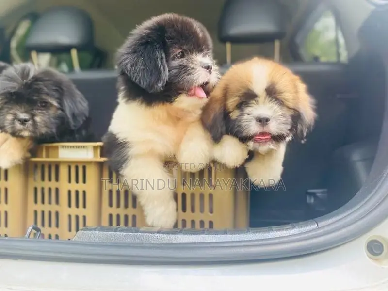 Shitzu Puppy