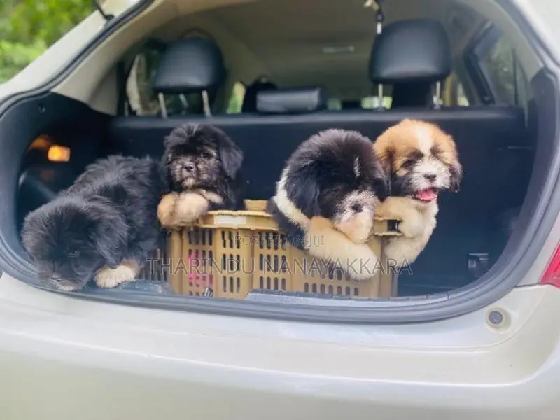 Shitzu Puppy