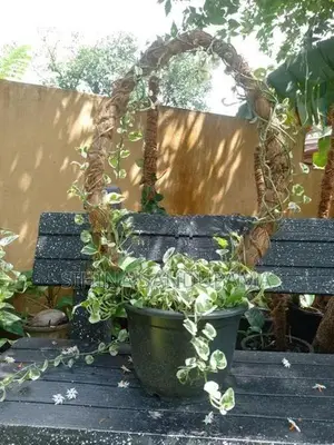 Pothos Plant