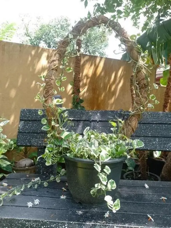 Pothos Plant