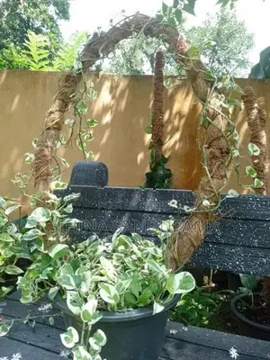 Pothos Plant