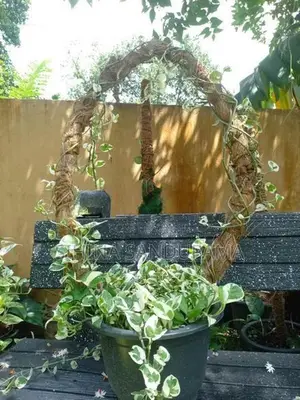 Pothos Plant