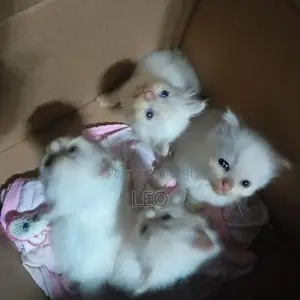 Persian Cat