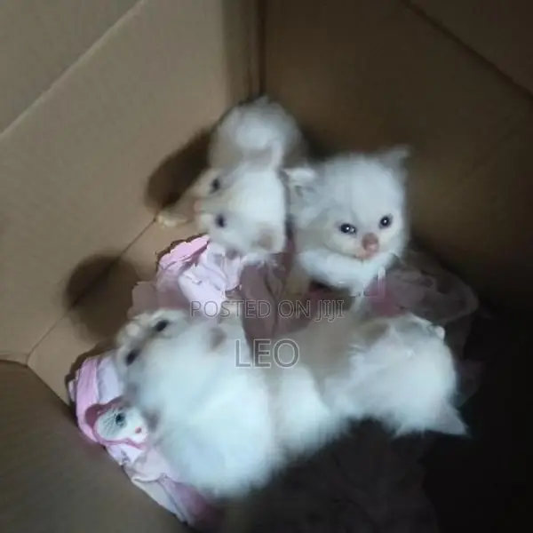 Persian Cat