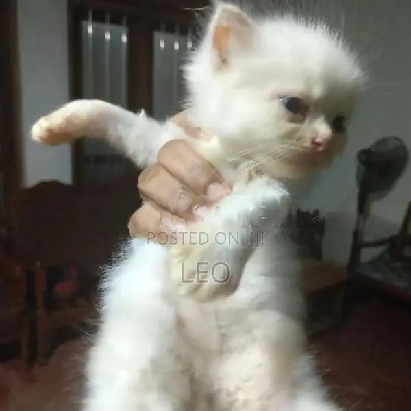 Persian Cat