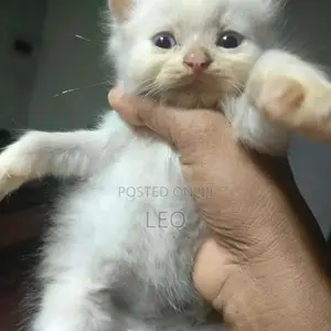 Persian Cat