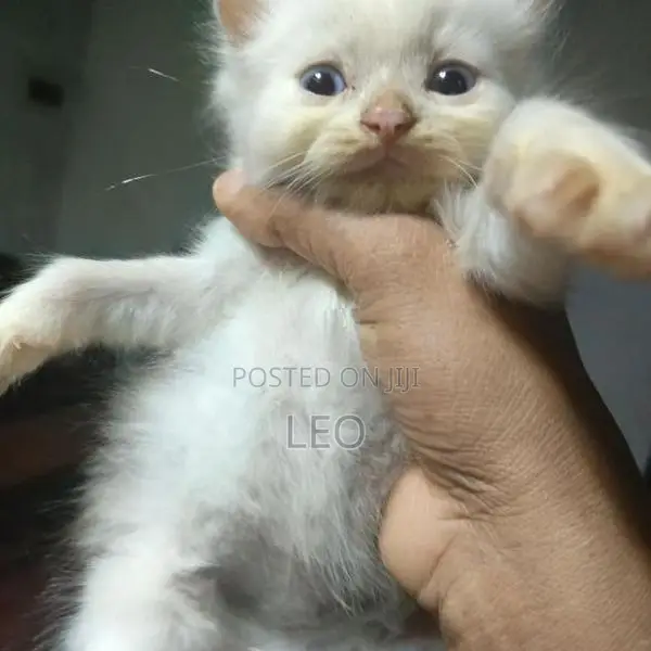 Persian Cat