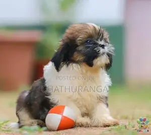 Shih Tzu Puppies