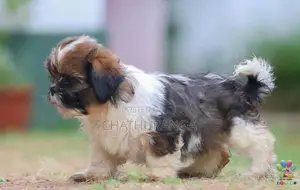 Shih Tzu Puppies
