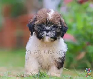 Shih Tzu Puppies