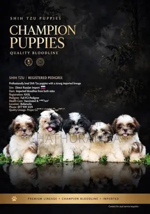 Shih Tzu Puppies