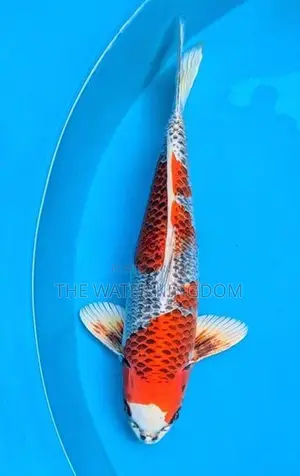 Japanese Imported Kujaku Koi Fish