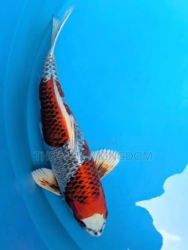 Japanese Imported Kujaku Koi Fish
