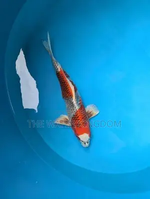 Japanese Imported Kujaku Koi Fish