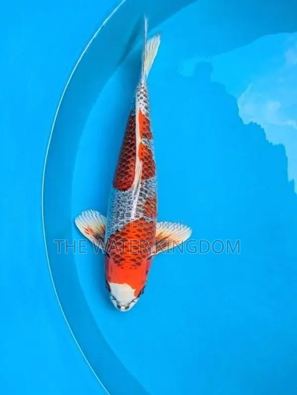 Japanese Imported Kujaku Koi Fish