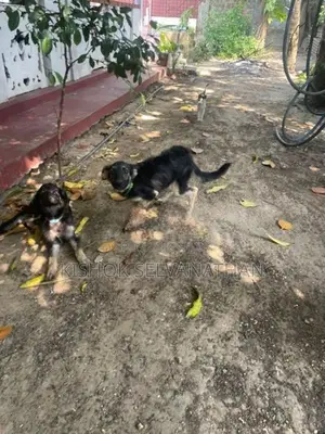 German Shepherd-Male& Female