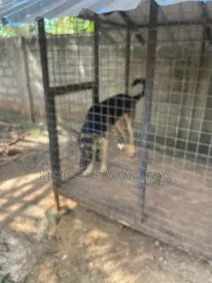 German Shepherd-Male& Female