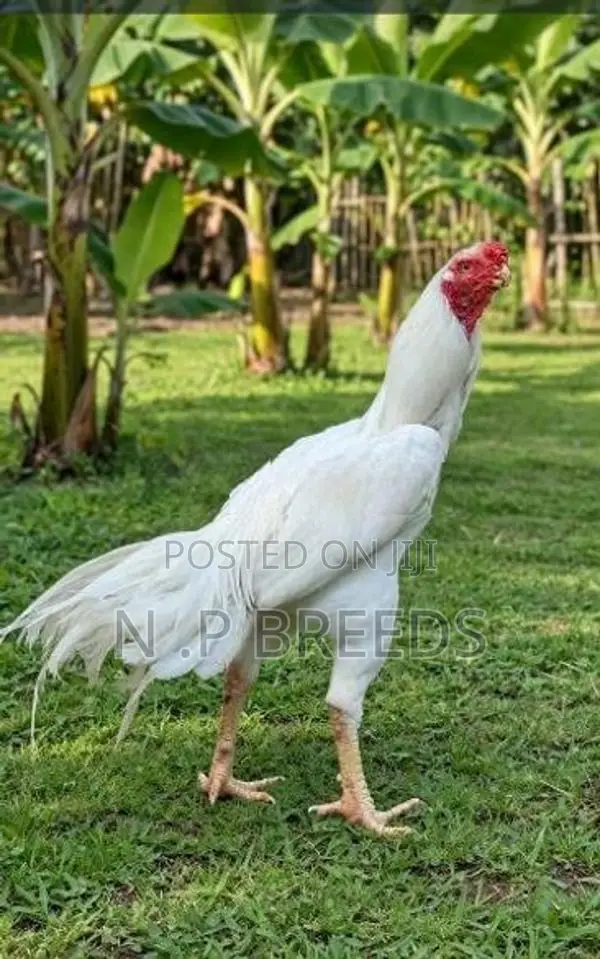 Parrot Beak Rooster
