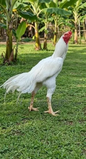 Parrot Beak Rooster