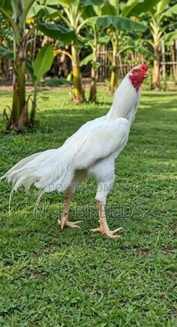 Parrot Beak Rooster
