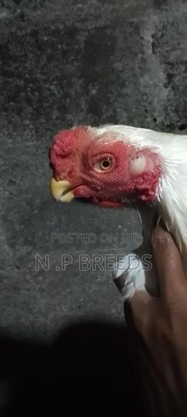 Parrot Beak Rooster