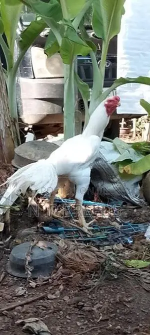 Parrot Beak Rooster
