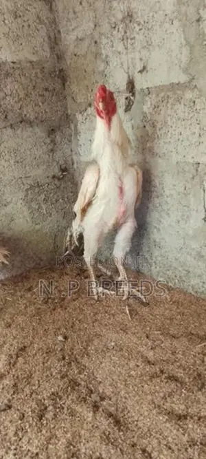 Parrot Beak Rooster