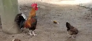 o.eg Bantam Bn Red